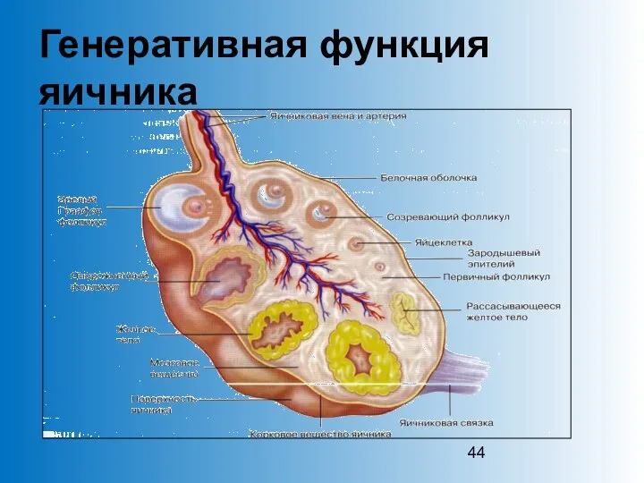 Генеративная функция яичника