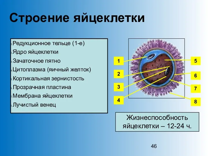 Строение яйцеклетки Редукционное тельце (1-е) Ядро яйцеклетки Зачаточное пятно Цитоплазма