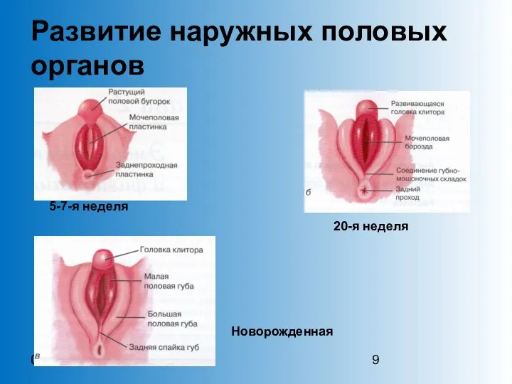 02.06.2014 02.06.2014 Развитие наружных половых органов 5-7-я неделя Новорожденная 20-я неделя