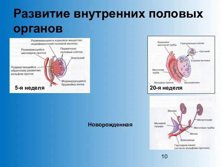 Развитие внутренних половых органов 5-я неделя Новорожденная 20-я неделя