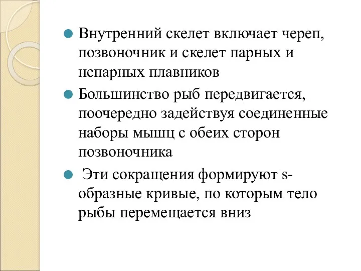 Внутренний скелет включает череп, позвоночник и скелет парных и непарных