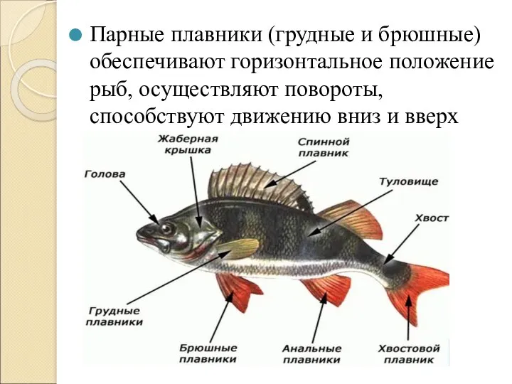 Парные плавники (грудные и брюшные) обеспечивают горизонтальное положение рыб, осуществляют повороты, способствуют движению вниз и вверх