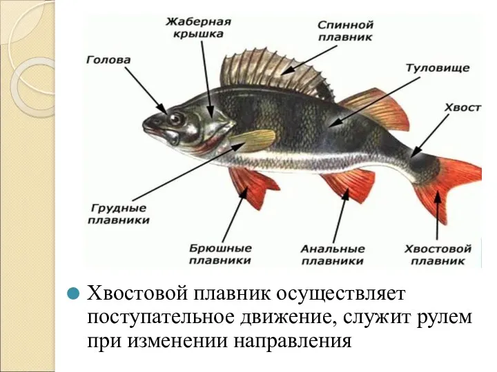 Хвостовой плавник осуществляет поступательное движение, служит рулем при изменении направления