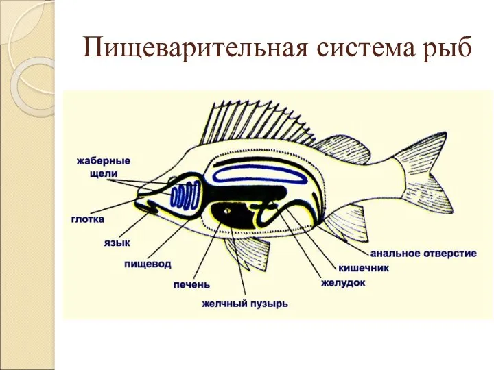 Пищеварительная система рыб