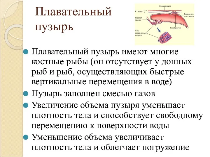 Плавательный пузырь Плавательный пузырь имеют многие костные рыбы (он отсутствует