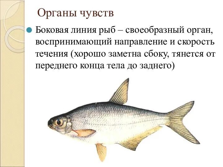 Органы чувств Боковая линия рыб – своеобразный орган, воспринимающий направление