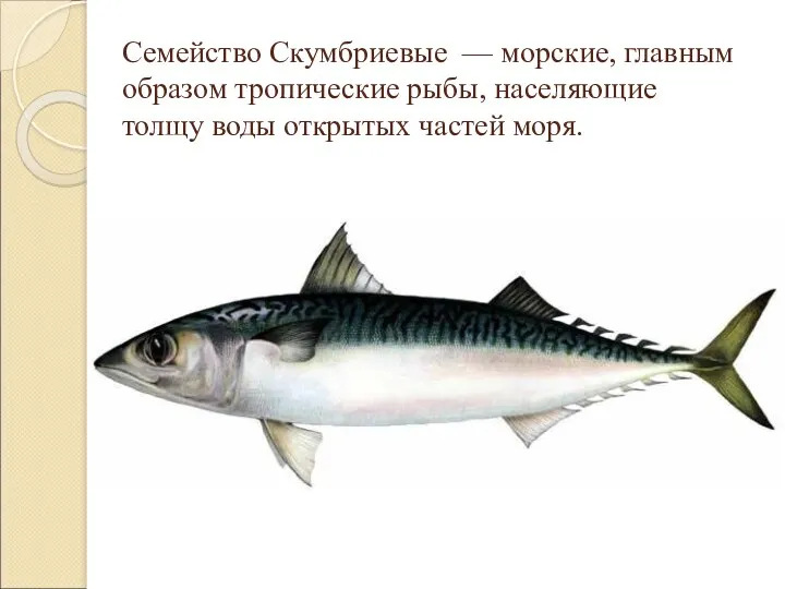 Семейство Скумбриевые — морские, главным образом тропические рыбы, населяющие толщу воды открытых частей моря.