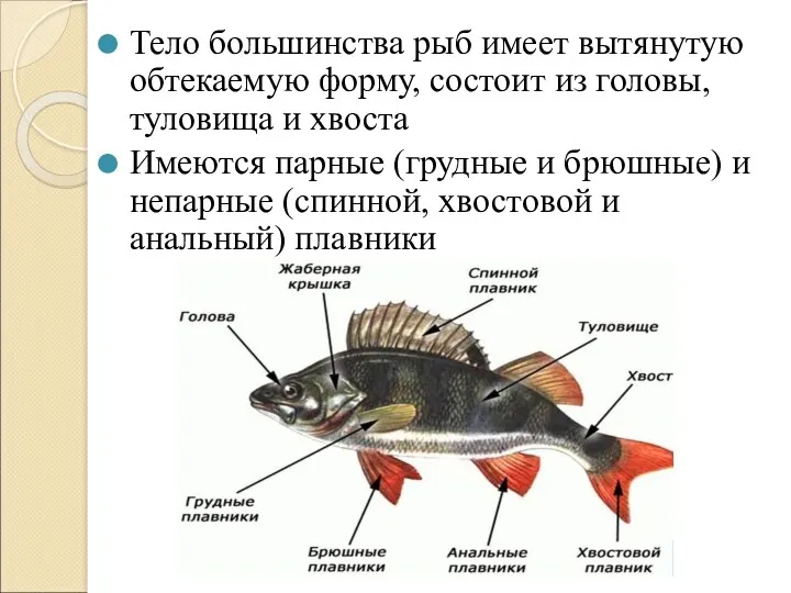 Тело большинства рыб имеет вытянутую обтекаемую форму, состоит из головы,