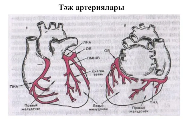 Тәж артериялары