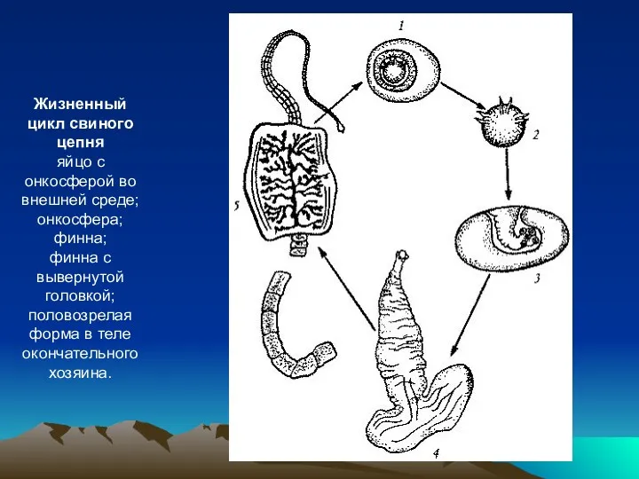 Жизненный цикл свиного цепня яйцо с онкосферой во внешней среде;