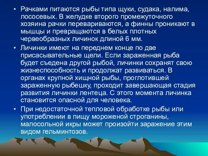 Рачками питаются рыбы типа щуки, судака, налима, лососевых. В желудке