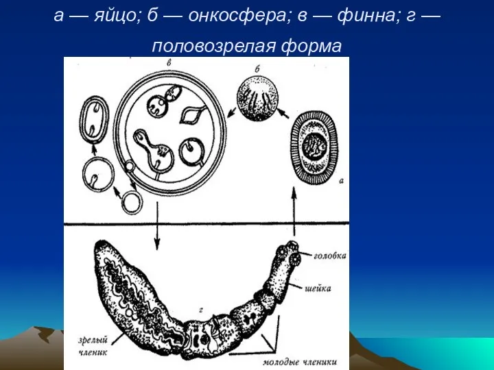 а — яйцо; б — онкосфера; в — финна; г — половозрелая форма