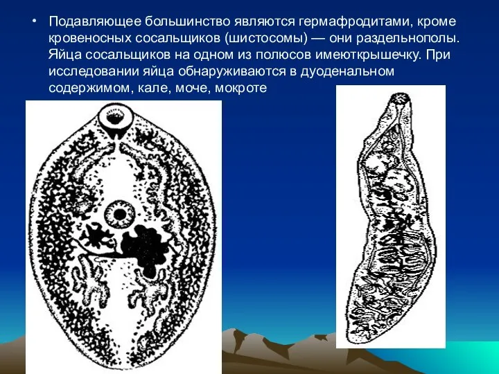 Подавляющее большинство являются гермафродитами, кроме кровеносных сосальщиков (шистосомы) — они