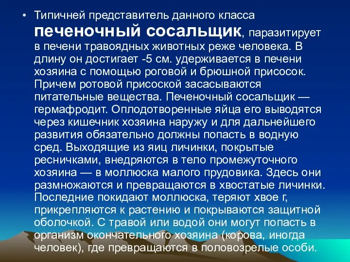 Типичней представитель данного класса печеноч­ный сосальщик, паразитирует в печени травоядных