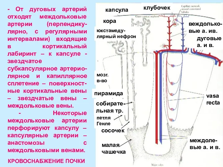 - От дуговых артерий отходят междольковые артерии (перпендику-лярно, с регулярными