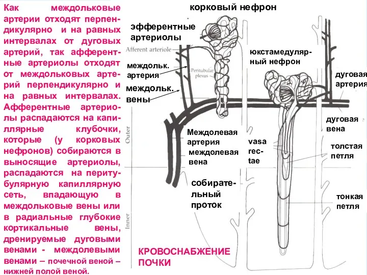 эфферентные артериолы междольк. артерия vasa rec- tae междольк. вены корковый