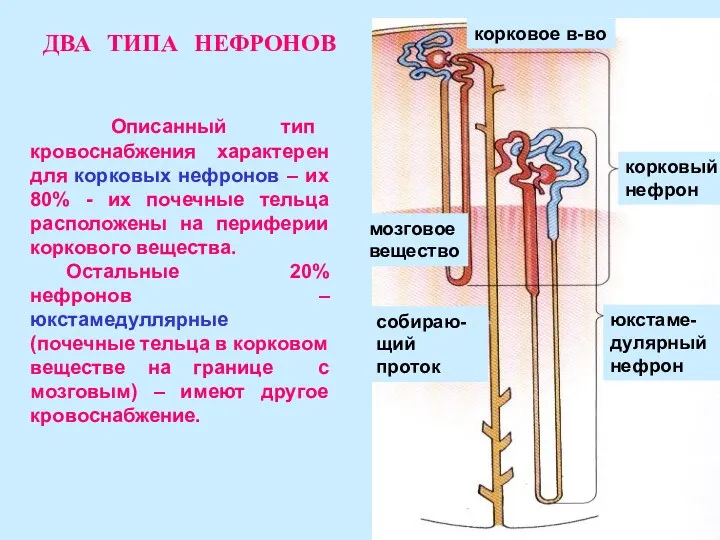 Описанный тип кровоснабжения характерен для корковых нефронов – их 80%