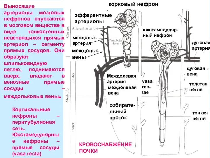 эфферентные артериолы междольк. артерия vasa rec- tae междольк. вены корковый