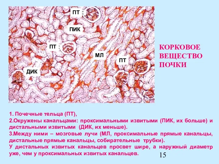 ПТ ПИК ДИК MЛ ПТ ПТ 1. Почечные тельца (ПТ),