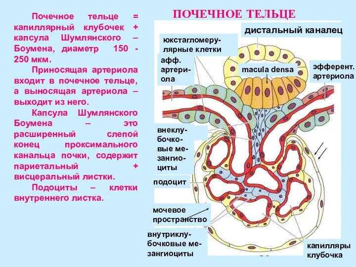 подоцит афф. артери- ола эфферент. артериола macula densa юкстагломеру- лярные