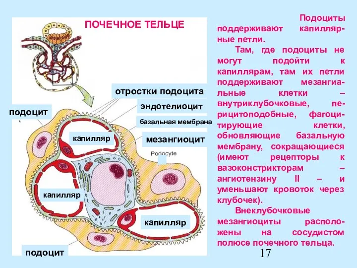 Подоциты поддерживают капилляр-ные петли. Там, где подоциты не могут подойти