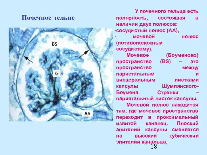 Почечное тельце У почечного тельца есть полярность, состояшая в наличии