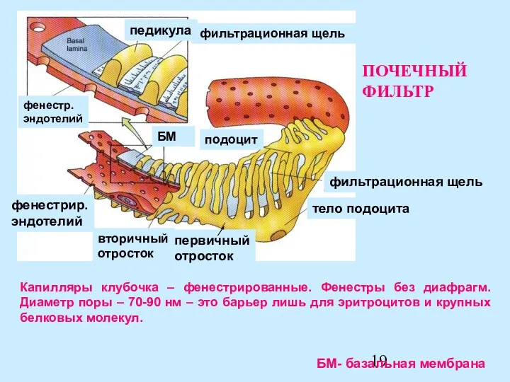 Капилляры клубочка – фенестрированные. Фенестры без диафрагм. Диаметр поры –