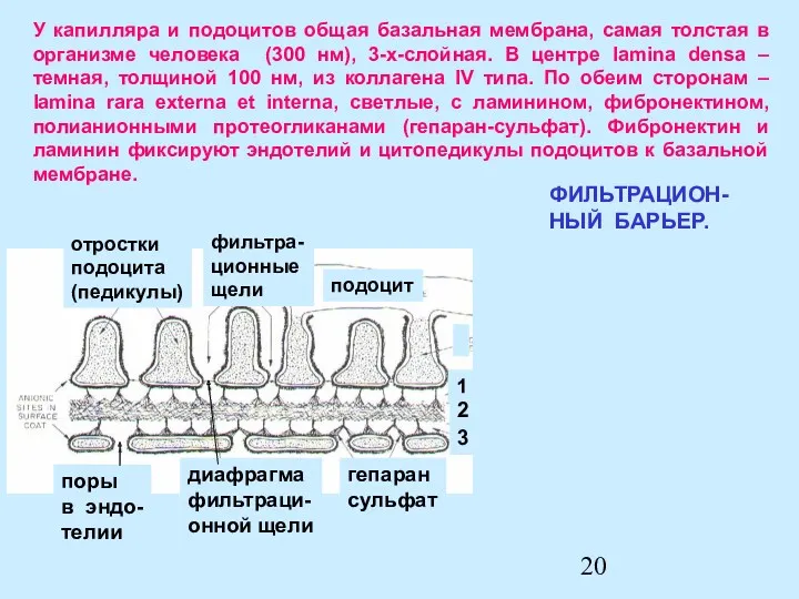 1///////// 2///////// 3 3/////////// подоцит фильтра- ционные щели отростки подоцита