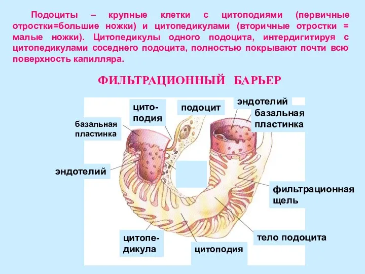 Подоциты – крупные клетки с цитоподиями (первичные отростки=большие ножки) и