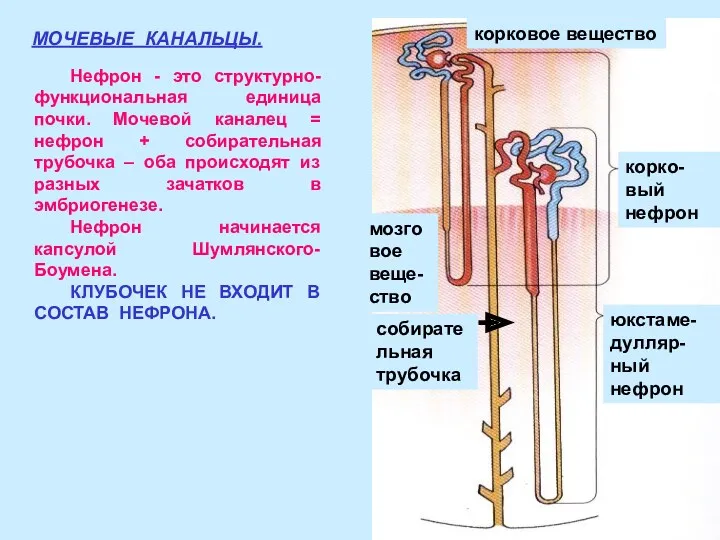 МОЧЕВЫЕ КАНАЛЬЦЫ. корко-вый нефрон юкстаме-дулляр-ный нефрон собирательная трубочка мозговое веще-ство