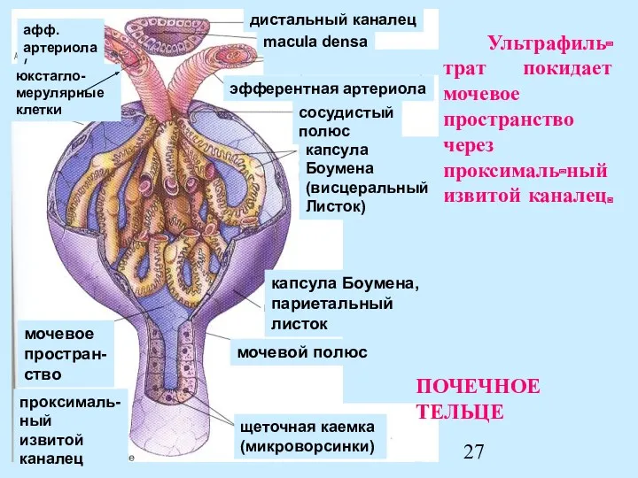 Ультрафиль-трат покидает мочевое пространство через проксималь-ный извитой каналец. капсула Боумена,