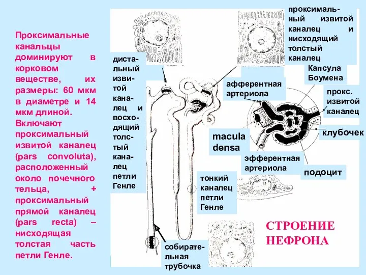 Проксимальные канальцы доминируют в корковом веществе, их размеры: 60 мкм