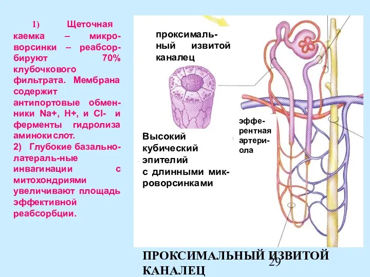 ПРОКСИМАЛЬНЫЙ ИЗВИТОЙ КАНАЛЕЦ 1) Щеточная каемка – микро-ворсинки – реабсор-бируют