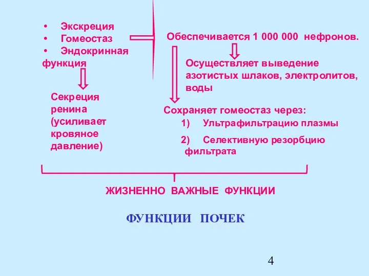 Экскреция Гомеостаз Эндокринная функция Секреция ренина (усиливает кровяное давление) Обеспечивается