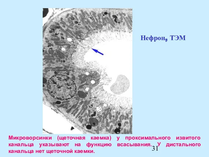 Микроворсинки (щеточная каемка) у проксимального извитого канальца указывают на функцию