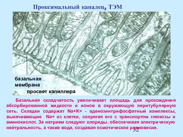 Базальная складчатость увеличивает площадь для прохождения абсорбированной жидкости и ионов