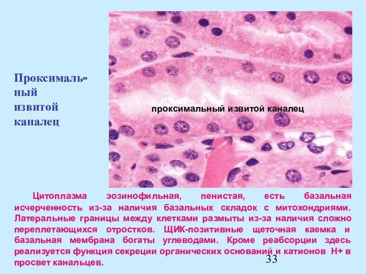 Цитоплазма эозинофильная, пенистая, есть базальная исчерченность из-за наличия базальных складок