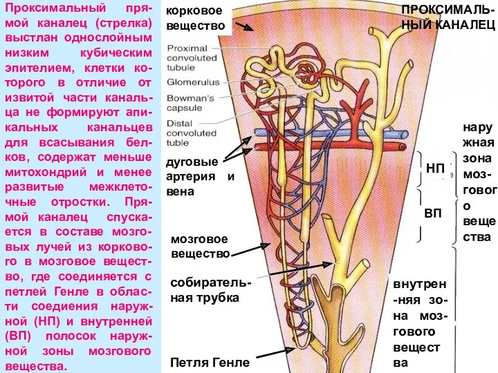 Проксимальный пря-мой каналец (стрелка) выстлан однослойным низким кубическим эпителием, клетки