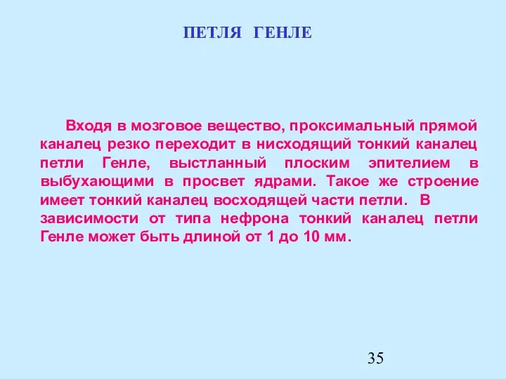 Входя в мозговое вещество, проксимальный прямой каналец резко переходит в