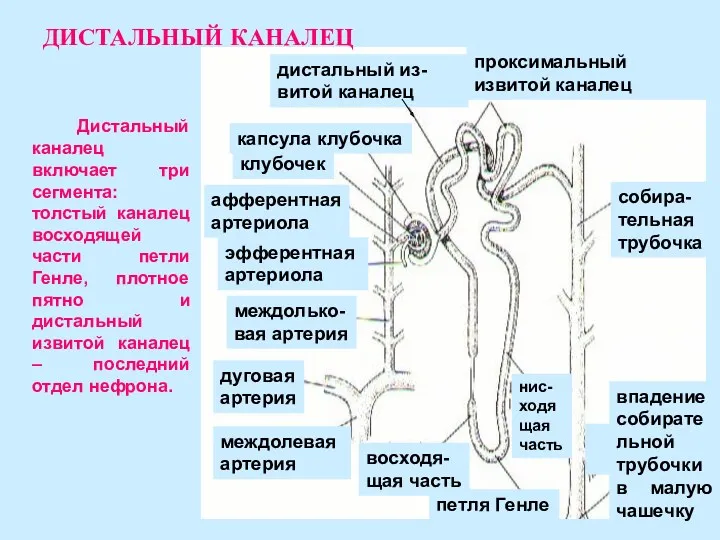 Дистальный каналец включает три сегмента: толстый каналец восходящей части петли