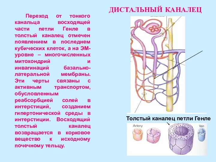 Переход от тонкого канальца восходящей части петли Генле в толстый