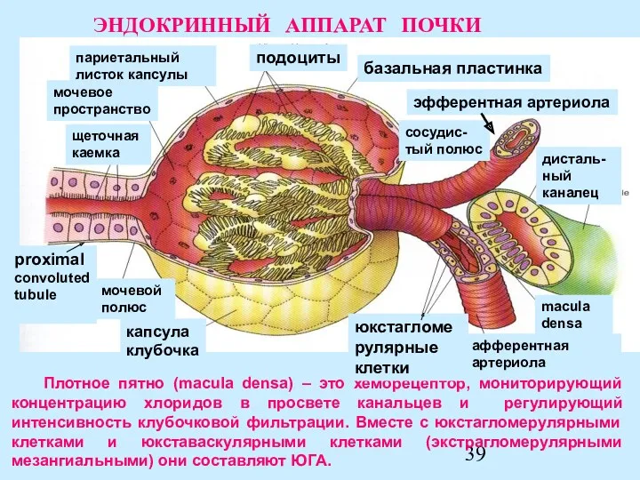 Плотное пятно (macula densa) – это хеморецептор, мониторирующий концентрацию хлоридов