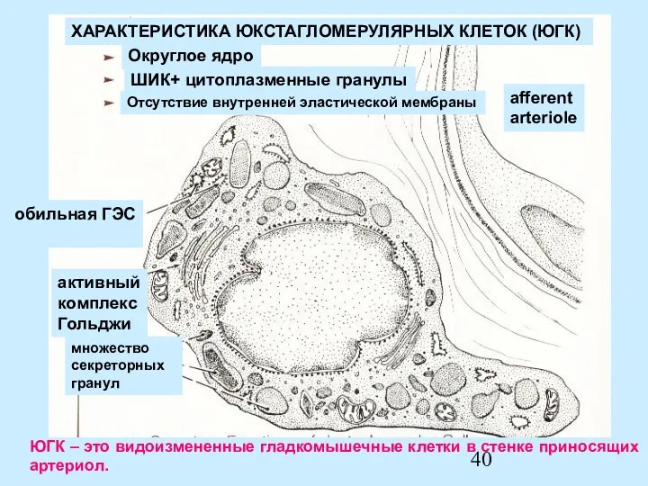 afferent arteriole ХАРАКТЕРИСТИКА ЮКСТАГЛОМЕРУЛЯРНЫХ КЛЕТОК (ЮГК) Округлое ядро ШИК+ цитоплазменные