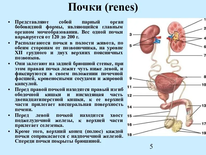 Почки (renes) Представляют собой парный орган бобовидной формы, являющийся главным