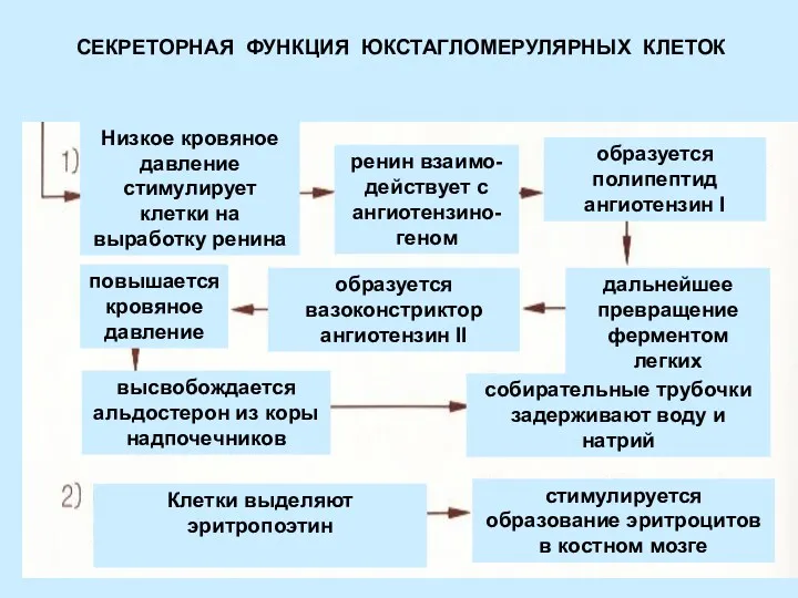 СЕКРЕТОРНАЯ ФУНКЦИЯ ЮКСТАГЛОМЕРУЛЯРНЫХ КЛЕТОК Низкое кровяное давление стимулирует клетки на