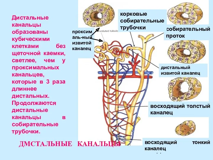 Дистальные канальцы образованы кубическими клетками без щеточной каемки, светлее, чем