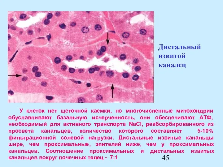 У клеток нет щеточной каемки, но многочисленные митохондрии обуславливают базальную