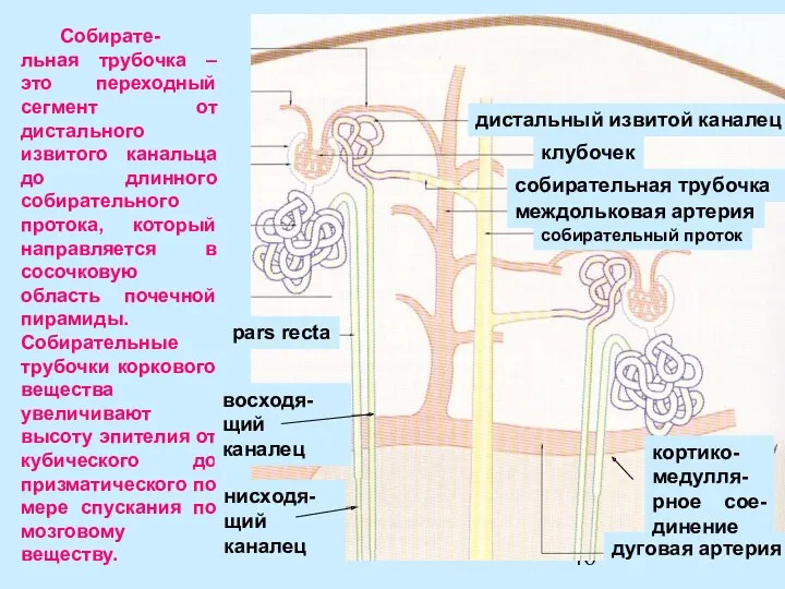 Собирате-льная трубочка – это переходный сегмент от дистального извитого канальца