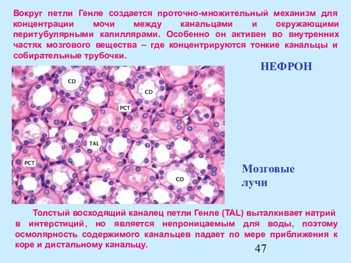 Толстый восходящий каналец петли Генле (TAL) выталкивает натрий в интерстиций,