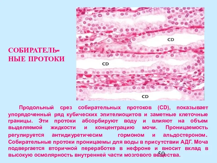 Продольный срез собирательных протоков (СD), показывает упорядоченный ряд кубических эпителиоцитов